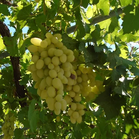 Giota & Antonia Tatil Evi *
